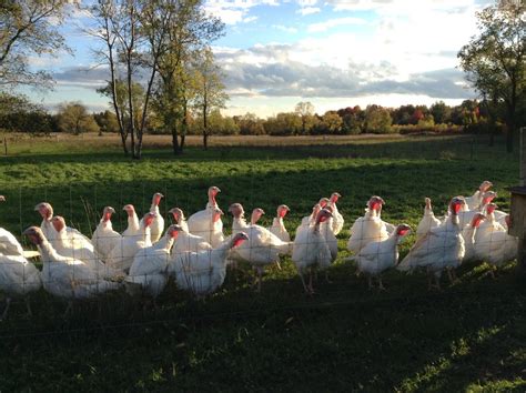 L&J Turkey Farms | Multi-Generational Family Farm | Pasture Raised ...