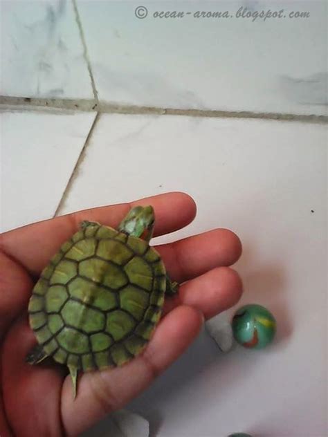 Ocean Aroma: Most cute green color little tortoise photos