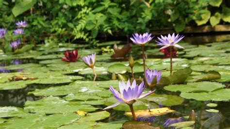 Free Images : nature, blossom, meadow, leaf, flower, petal, pond ...