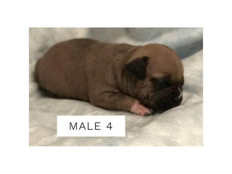 Pocket Bully Puppies $2500 San Antonio - Puppies for Sale Near Me