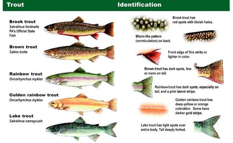 Simple Trout Identification - Whamz Fishing Tips and Guides