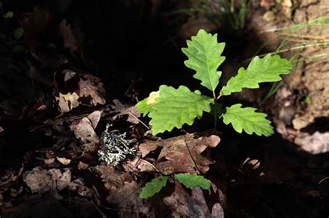 How to Grow and Care for Oak Trees | Gardener’s Path