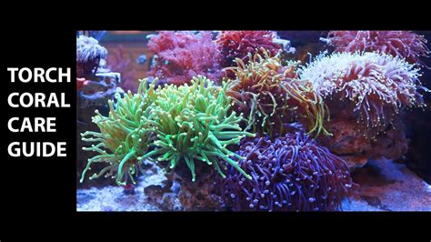 Torch Coral Care Guide – HousePetsCare.com