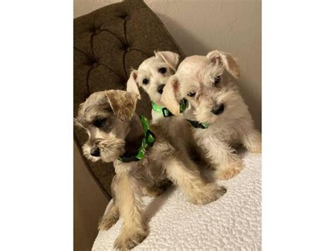 3 miniature Schnauzer puppies for adoption Los Angeles - Puppies for ...