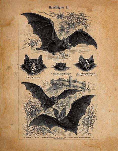 Bat Art Print Bat Artwork Bat Poster Bat Lover Art Bat - Etsy