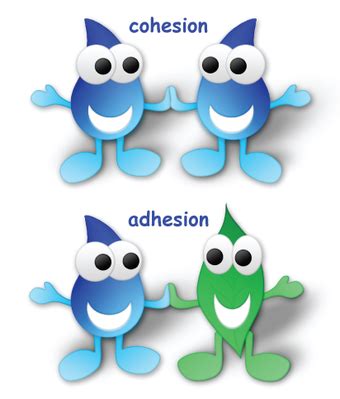 Cohesive And Adhesive Forces - Adhesion and Cohesion (PDF Download Available) - The forces ...