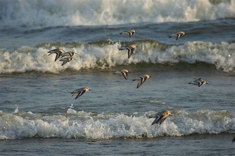 Great Lakes Birds | The Nature Conservancy