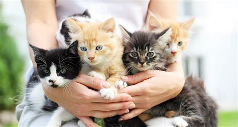 When Can Kittens Be Adopted? Here’s How to Know When to Bring a Kitten Home | BeChewy