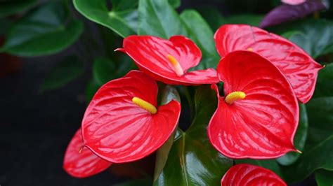 Complete Guide to Grow and Care for Anthurium Easily At Home