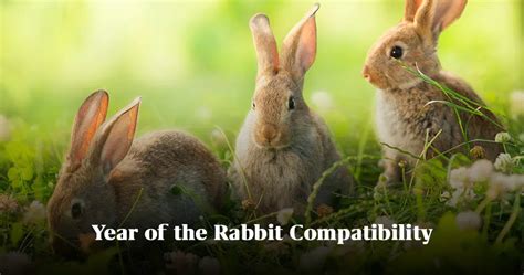 Year of the Rabbit Compatibility | Mysticsense