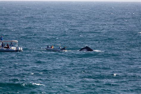 Whale Rescue Burleigh Heads_10132009 (229) | Whale Rescue Bu… | Flickr