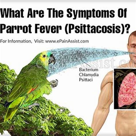 What are the signs and symptoms of psittacosis? - DIY Seattle