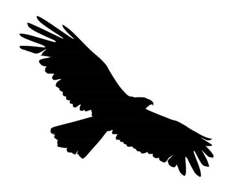 Flying Eagle Silhouette PNG Transparent SVG Vector | OnlyGFX.com