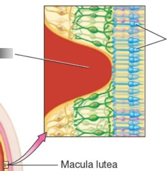 Close View of macula lutea Diagram | Quizlet