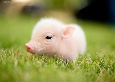 Hình ảnh con lợn và ý nghĩa của nó trong văn hóa các quốc gia