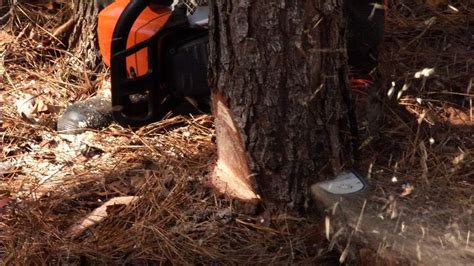 Felling Trees with a Chainsaw - YouTube