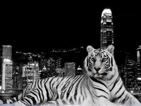 Cool Tiger Backgrounds - Wallpaper Cave