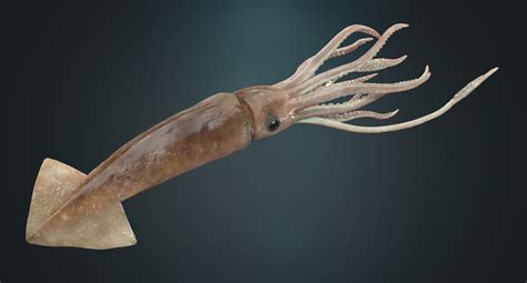 3D squid rigged - TurboSquid 1178827