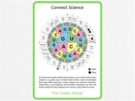 The Codon Wheel Poster A4 Download Science Poster - Etsy Singapore