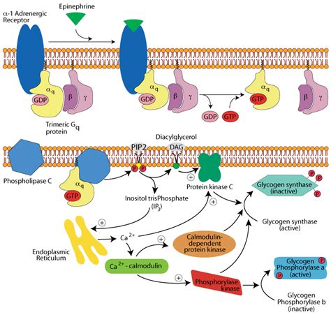 GLYCOGEN SYNTHESIS & DEGRADATION