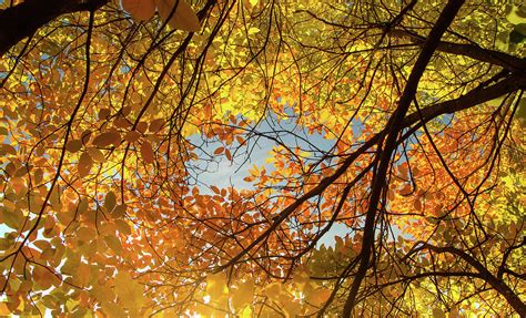 Canopy of autumn Photograph by Kunal Mehra - Fine Art America