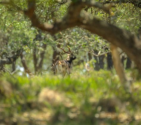 Texas Trophy Whitetail Hunts + Texas Exotic Hunts