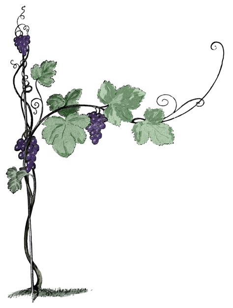 Vine branches clipart 20 free Cliparts | Download images on Clipground 2024