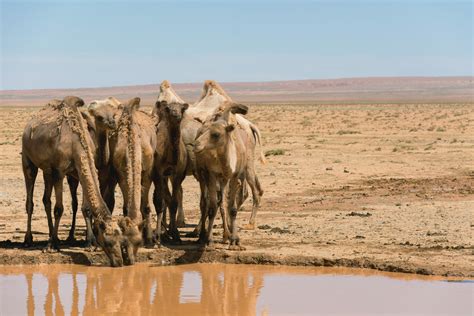 Drinking camels in desert | Copyright-free photo (by M. Vorel) | LibreShot