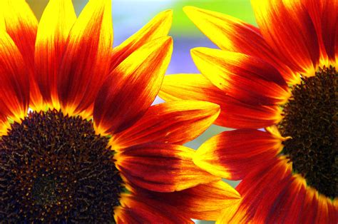 Red And Yellow Sunflowers Intertwined Photograph by Debra Orlean