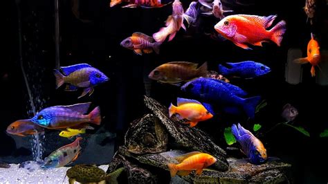 Feeding 120 Gallon African Cichlid Tank 4k UltraHD - YouTube