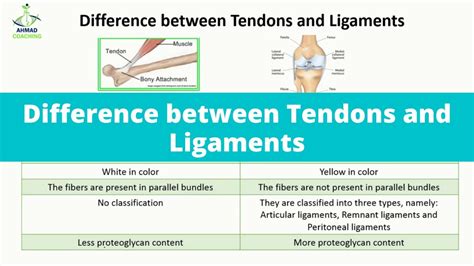 Difference between Tendons and Ligaments | Support and Movements - YouTube