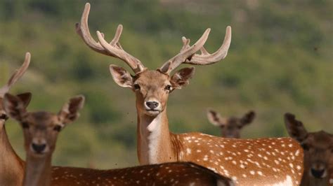 The astonishing revival of Israel's Persian fallow deer - ISRAEL21c