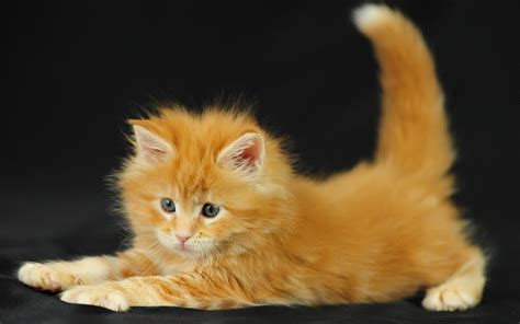 Image - Animals Cats Ginger kitten 031750 .jpg | Animal Jam Clans Wiki | FANDOM powered by Wikia