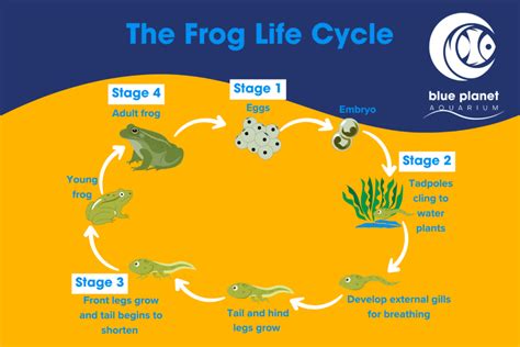 Life Cycle of a Frog: Explained - Blue Planet Aquarium