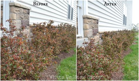 Pruning Knockout Roses | Whats Ur Home Story