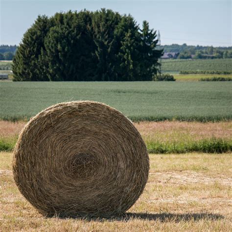 Download free photo of Hay,hay bales,bale,harvest,round bales - from needpix.com