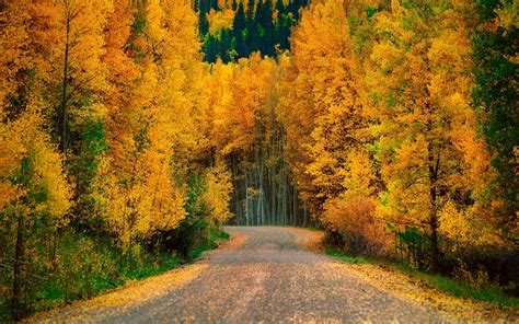 autumn, Fall, Landscape, Nature, Tree, Forest, Leaf, Leaves, Path, Trail Wallpapers HD / Desktop ...