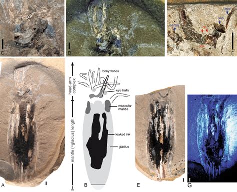 Species New to Science: [Paleontology • 2024] Simoniteuthis michaelyi ...