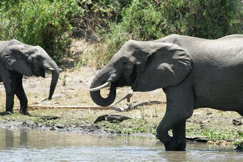 Actually African Elephants Are Not On The Verge Of Extinction ...