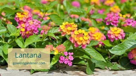 Lantana: A pretty flower for pots & gardens that can take the heat