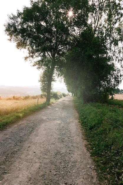 Free Photo | Forest path with sunrise light