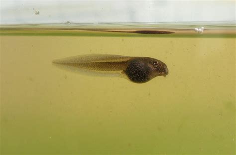 Learn about Nature | Raising Tadpoles: Tadpole Care - Learn about Nature