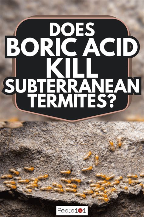 Does Boric Acid Kill Subterranean Termites? - Pests101.com