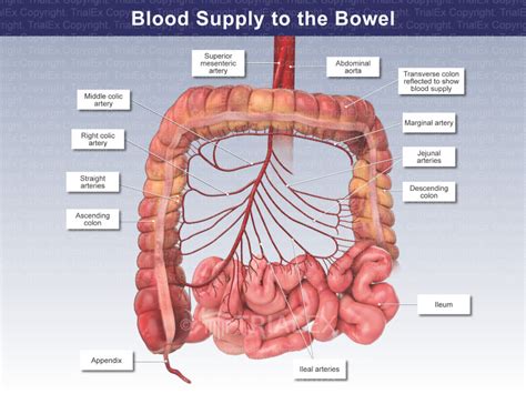 Blood Supply to the Bowel - TrialQuest Inc.