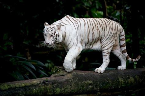 Top 16 White Tiger Facts - Diet, Habitat, Genetics & More - Facts.net