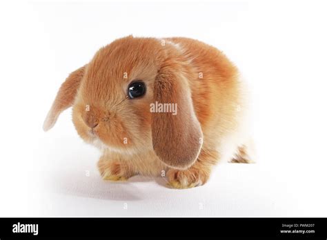 Cute bunny baby rabbit lop kit. New born bunnies. Cute Stock Photo - Alamy