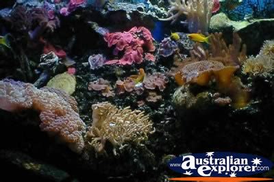 FISH BRISBANE AQUARIUM PHOTOGRAPH, FISH BRISBANE AQUARIUM PHOTO ...