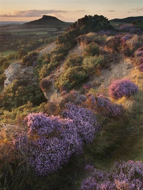 Moorland Heather in Scotland | Scotland | Pinterest