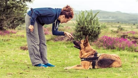 Dog Dominance Science: How You Can Use It to Train Multiple Dogs