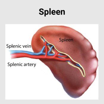 Spleen Diseases - Best Gastroenterology Hospital in India